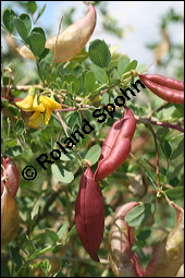 Gewöhnlicher Blasenstrauch, Colutea arborescens, Fabaceae, Colutea arborescens, Gewöhnlicher Blasenstrauch, fruchtend Kauf von 00509colutea_arborescensimg_3393.jpg