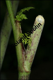 Gefleckter Schierling, Flecken-Schierling, Conium maculatum, Apiaceae, Conium maculatum, Gefleckter Schierling, Flecken-Schierling, unreif fruchtend Kauf von 00511conium_maculatumimg_3077.jpg