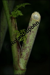 Gefleckter Schierling, Flecken-Schierling, Conium maculatum, Apiaceae, Conium maculatum, Gefleckter Schierling, Flecken-Schierling, unreif fruchtend Kauf von 00511conium_maculatumimg_3078.jpg