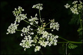 Gefleckter Schierling, Flecken-Schierling, Conium maculatum, Apiaceae, Conium maculatum, Gefleckter Schierling, Flecken-Schierling, unreif fruchtend Kauf von 00511conium_maculatumimg_3079.jpg