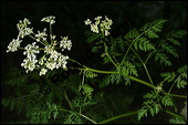 Gefleckter Schierling, Flecken-Schierling, Conium maculatum, Apiaceae, Conium maculatum, Gefleckter Schierling, Flecken-Schierling, unreif fruchtend Kauf von 00511conium_maculatumimg_3080.jpg