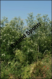 Gefleckter Schierling, Flecken-Schierling, Conium maculatum, Apiaceae, Conium maculatum, Gefleckter Schierling, Flecken-Schierling, unreif fruchtend Kauf von 00511conium_maculatumimg_8245.jpg