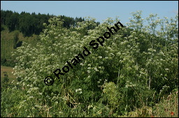 Gefleckter Schierling, Flecken-Schierling, Conium maculatum, Apiaceae, Conium maculatum, Gefleckter Schierling, Flecken-Schierling, unreif fruchtend Kauf von 00511conium_maculatumimg_8246.jpg