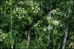 Gefleckter Schierling, Flecken-Schierling, Conium maculatum, Apiaceae, Conium maculatum, Gefleckter Schierling, Flecken-Schierling, unreif fruchtend Kauf von 00511conium_maculatumimg_8247.jpg