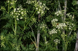 Gefleckter Schierling, Flecken-Schierling, Conium maculatum, Apiaceae, Conium maculatum, Gefleckter Schierling, Flecken-Schierling, unreif fruchtend Kauf von 00511conium_maculatumimg_8248.jpg