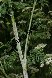 Gefleckter Schierling, Flecken-Schierling, Conium maculatum, Apiaceae, Conium maculatum, Gefleckter Schierling, Flecken-Schierling, unreif fruchtend Kauf von 00511conium_maculatumimg_8249.jpg