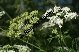 Gefleckter Schierling, Flecken-Schierling, Conium maculatum, Apiaceae, Conium maculatum, Gefleckter Schierling, Flecken-Schierling, unreif fruchtend Kauf von 00511conium_maculatumimg_8250.jpg