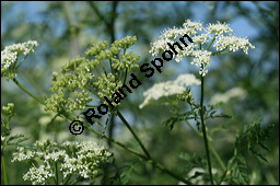 Gefleckter Schierling, Flecken-Schierling, Conium maculatum, Apiaceae, Conium maculatum, Gefleckter Schierling, Flecken-Schierling, unreif fruchtend Kauf von 00511conium_maculatumimg_8251.jpg