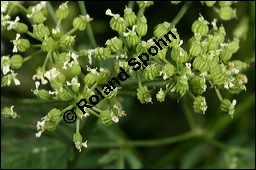 Gefleckter Schierling, Flecken-Schierling, Conium maculatum, Apiaceae, Conium maculatum, Gefleckter Schierling, Flecken-Schierling, unreif fruchtend Kauf von 00511conium_maculatumimg_8252.jpg