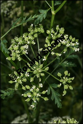 Gefleckter Schierling, Flecken-Schierling, Conium maculatum, Apiaceae, Conium maculatum, Gefleckter Schierling, Flecken-Schierling, unreif fruchtend Kauf von 00511conium_maculatumimg_8253.jpg