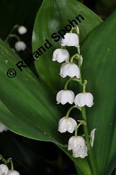 Gewöhnliches Maiglöckchen, Convallaria majalis, Liliaceae/Convallariaceae, Convallaria majalis, Gewöhnliches Maiglöckchen, Beblättert Kauf von 00513_convallaria_majalis_dsc_0316.jpg