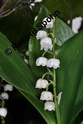 Gewöhnliches Maiglöckchen, Convallaria majalis, Liliaceae/Convallariaceae, Convallaria majalis, Gewöhnliches Maiglöckchen, Beblättert Kauf von 00513_convallaria_majalis_dsc_0318.jpg