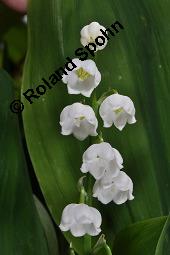 Gewhnliches Maiglckchen, Convallaria majalis, Liliaceae/Convallariaceae, Convallaria majalis, Gewhnliches Maiglckchen, Beblttert Kauf von 00513_convallaria_majalis_dsc_0328.jpg