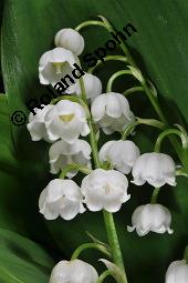 Gewöhnliches Maiglöckchen, Convallaria majalis, Liliaceae/Convallariaceae, Convallaria majalis, Gewöhnliches Maiglöckchen, Beblättert Kauf von 00513_convallaria_majalis_dsc_0338.jpg