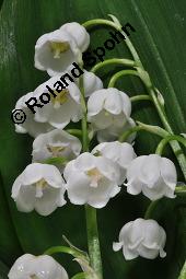 Gewöhnliches Maiglöckchen, Convallaria majalis, Liliaceae/Convallariaceae, Convallaria majalis, Gewöhnliches Maiglöckchen, Beblättert Kauf von 00513_convallaria_majalis_dsc_0341.jpg