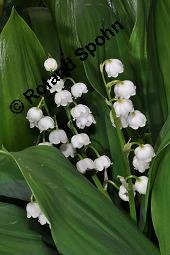 Gewöhnliches Maiglöckchen, Convallaria majalis, Liliaceae/Convallariaceae, Convallaria majalis, Gewöhnliches Maiglöckchen, Beblättert Kauf von 00513_convallaria_majalis_dsc_0349.jpg