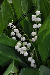 Gewöhnliches Maiglöckchen, Convallaria majalis, Liliaceae/Convallariaceae, Convallaria majalis, Gewöhnliches Maiglöckchen, Beblättert Kauf von 00513_convallaria_majalis_dsc_0351.jpg