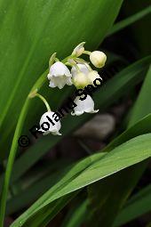 Gewöhnliches Maiglöckchen, Convallaria majalis, Liliaceae/Convallariaceae, Convallaria majalis, Gewöhnliches Maiglöckchen, Beblättert Kauf von 00513_convallaria_majalis_dsc_3544.jpg