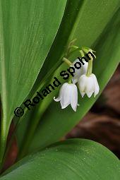 Gewöhnliches Maiglöckchen, Convallaria majalis, Liliaceae/Convallariaceae, Convallaria majalis, Gewöhnliches Maiglöckchen, Beblättert Kauf von 00513_convallaria_majalis_dsc_3561.jpg