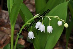 Gewöhnliches Maiglöckchen, Convallaria majalis, Liliaceae/Convallariaceae, Convallaria majalis, Gewöhnliches Maiglöckchen, Beblättert Kauf von 00513_convallaria_majalis_dsc_3562.jpg