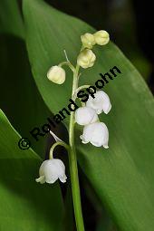 Gewöhnliches Maiglöckchen, Convallaria majalis, Liliaceae/Convallariaceae, Convallaria majalis, Gewöhnliches Maiglöckchen, Beblättert Kauf von 00513_convallaria_majalis_dsc_3603.jpg