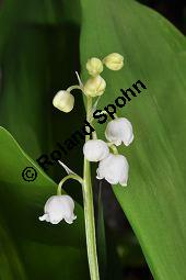 Gewöhnliches Maiglöckchen, Convallaria majalis, Liliaceae/Convallariaceae, Convallaria majalis, Gewöhnliches Maiglöckchen, Beblättert Kauf von 00513_convallaria_majalis_dsc_3604.jpg