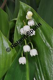 Gewöhnliches Maiglöckchen, Convallaria majalis, Liliaceae/Convallariaceae, Convallaria majalis, Gewöhnliches Maiglöckchen, Beblättert Kauf von 00513_convallaria_majalis_dsc_3629.jpg