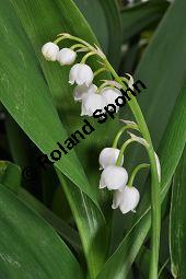 Gewöhnliches Maiglöckchen, Convallaria majalis, Liliaceae/Convallariaceae, Convallaria majalis, Gewöhnliches Maiglöckchen, Beblättert Kauf von 00513_convallaria_majalis_dsc_3632.jpg