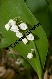 Gewöhnliches Maiglöckchen, Convallaria majalis, Liliaceae/Convallariaceae, Convallaria majalis, Gewöhnliches Maiglöckchen, Beblättert Kauf von 00513convallaria_majalisimg_2129.jpg