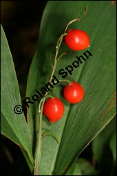 Gewöhnliches Maiglöckchen, Convallaria majalis, Liliaceae/Convallariaceae, Convallaria majalis, Gewöhnliches Maiglöckchen, Beblättert Kauf von 00513convallaria_majalisimg_4042.jpg