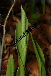 Gewöhnliches Maiglöckchen, Convallaria majalis, Liliaceae/Convallariaceae, Convallaria majalis, Gewöhnliches Maiglöckchen, Beblättert Kauf von 00513convallaria_majalisimg_6434.jpg