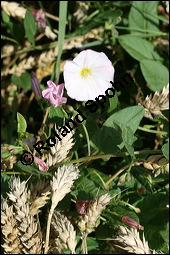 Acker-Winde, Convolvulus arvensis, Convolvulaceae, Convolvulus arvensis, Acker-Winde, Blhend Kauf von 00514convolvulus_arvensisimg_3515.jpg