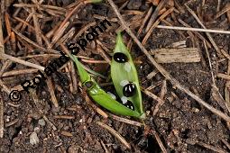 Hohler Lerchensporn, Corydalis cava, Corydalis bulbosa, Fumariaceae, Corydalis cava, Corydalis bulbosa, Hohler Lerchensporn, Blühend Kauf von 00519_corydalis_cava_dsc_0065.jpg