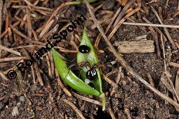 Hohler Lerchensporn, Corydalis cava, Corydalis bulbosa, Fumariaceae, Corydalis cava, Corydalis bulbosa, Hohler Lerchensporn, Blühend Kauf von 00519_corydalis_cava_dsc_0066.jpg