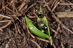 Hohler Lerchensporn, Corydalis cava, Corydalis bulbosa, Fumariaceae, Corydalis cava, Corydalis bulbosa, Hohler Lerchensporn, Blühend Kauf von 00519_corydalis_cava_dsc_0068.jpg