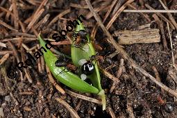 Hohler Lerchensporn, Corydalis cava, Corydalis bulbosa, Fumariaceae, Corydalis cava, Corydalis bulbosa, Hohler Lerchensporn, Blühend Kauf von 00519_corydalis_cava_dsc_0069.jpg