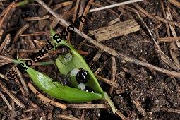 Hohler Lerchensporn, Corydalis cava, Corydalis bulbosa, Fumariaceae, Corydalis cava, Corydalis bulbosa, Hohler Lerchensporn, Blhend Kauf von 00519_corydalis_cava_dsc_0070.jpg