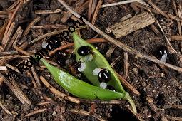 Hohler Lerchensporn, Corydalis cava, Corydalis bulbosa, Fumariaceae, Corydalis cava, Corydalis bulbosa, Hohler Lerchensporn, Blhend Kauf von 00519_corydalis_cava_dsc_0073.jpg