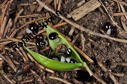 Hohler Lerchensporn, Corydalis cava, Corydalis bulbosa, Fumariaceae, Corydalis cava, Corydalis bulbosa, Hohler Lerchensporn, Blhend Kauf von 00519_corydalis_cava_dsc_0074.jpg