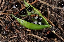 Hohler Lerchensporn, Corydalis cava, Corydalis bulbosa, Fumariaceae, Corydalis cava, Corydalis bulbosa, Hohler Lerchensporn, Blühend Kauf von 00519_corydalis_cava_dsc_0076.jpg