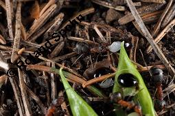 Hohler Lerchensporn, Corydalis cava, Corydalis bulbosa, Fumariaceae, Corydalis cava, Corydalis bulbosa, Hohler Lerchensporn, Blühend Kauf von 00519_corydalis_cava_dsc_0078.jpg