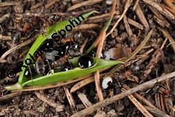 Hohler Lerchensporn, Corydalis cava, Corydalis bulbosa, Fumariaceae, Corydalis cava, Corydalis bulbosa, Hohler Lerchensporn, Blühend Kauf von 00519_corydalis_cava_dsc_0082.jpg