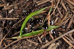 Hohler Lerchensporn, Corydalis cava, Corydalis bulbosa, Fumariaceae, Corydalis cava, Corydalis bulbosa, Hohler Lerchensporn, Blhend Kauf von 00519_corydalis_cava_dsc_0083.jpg