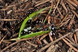 Hohler Lerchensporn, Corydalis cava, Corydalis bulbosa, Fumariaceae, Corydalis cava, Corydalis bulbosa, Hohler Lerchensporn, Blühend Kauf von 00519_corydalis_cava_dsc_0084.jpg