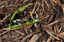 Hohler Lerchensporn, Corydalis cava, Corydalis bulbosa, Fumariaceae, Corydalis cava, Corydalis bulbosa, Hohler Lerchensporn, Blhend Kauf von 00519_corydalis_cava_dsc_0088.jpg