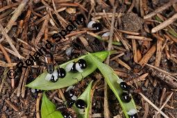 Hohler Lerchensporn, Corydalis cava, Corydalis bulbosa, Fumariaceae, Corydalis cava, Corydalis bulbosa, Hohler Lerchensporn, Blhend Kauf von 00519_corydalis_cava_dsc_0100.jpg