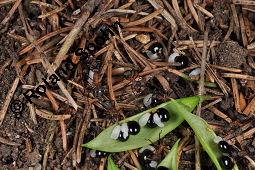 Hohler Lerchensporn, Corydalis cava, Corydalis bulbosa, Fumariaceae, Corydalis cava, Corydalis bulbosa, Hohler Lerchensporn, Blühend Kauf von 00519_corydalis_cava_dsc_0101.jpg