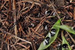 Hohler Lerchensporn, Corydalis cava, Corydalis bulbosa, Fumariaceae, Corydalis cava, Corydalis bulbosa, Hohler Lerchensporn, Blühend Kauf von 00519_corydalis_cava_dsc_0102.jpg