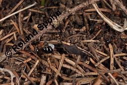 Hohler Lerchensporn, Corydalis cava, Corydalis bulbosa, Fumariaceae, Corydalis cava, Corydalis bulbosa, Hohler Lerchensporn, Blhend Kauf von 00519_corydalis_cava_dsc_0104.jpg