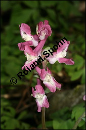 Hohler Lerchensporn, Corydalis cava, Corydalis bulbosa, Fumariaceae, Corydalis cava, Corydalis bulbosa, Hohler Lerchensporn, Blhend Kauf von 00519corydalis_cavaimg_5800.jpg